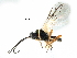  (Chorebus nydia - NMS:Godfray:KPB-C349)  @15 [ ] CreativeCommons - Attribution (2017) CBG Photography Group Centre for Biodiversity Genomics