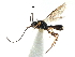  (Chorebus phaedra - NMS:Godfray:NR729)  @13 [ ] CreativeCommons - Attribution (2017) CBG Photography Group Centre for Biodiversity Genomics