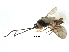  ( - NMS:Godfray:KPB-A552)  @13 [ ] CreativeCommons - Attribution (2017) CBG Photography Group Centre for Biodiversity Genomics