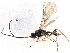  (Chorebus cytherea - NMS:Godfray:K64.1)  @14 [ ] CreativeCommons - Attribution (2015) CBG Photography Group Centre for Biodiversity Genomics