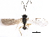  (Exotela sonchina - NMS:Godfray:KPB-9725)  @13 [ ] CreativeCommons - Attribution (2015) CBG Photography Group Centre for Biodiversity Genomics
