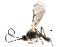  (Chorebus didas - NMS:Godfray:KPB-A740Ac)  @13 [ ] CreativeCommons - Attribution (2015) CBG Photography Group Centre for Biodiversity Genomics