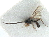  ( - NMS:Godfray:1086aiii)  @11 [ ] CreativeCommons - Attribution (2019) CBG Photography Group Centre for Biodiversity Genomics