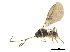  ( - NMS:Godfray:1098)  @11 [ ] CreativeCommons - Attribution (2019) CBG Photography Group Centre for Biodiversity Genomics