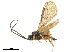  ( - NMS:Godfray:736a)  @11 [ ] CreativeCommons - Attribution (2019) CBG Photography Group Centre for Biodiversity Genomics