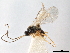  (Chorebus nr. avesta - NMS:Godfray:760a)  @11 [ ] CreativeCommons - Attribution (2019) CBG Photography Group Centre for Biodiversity Genomics