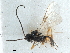  (Chorebus angelicae - NMS:Godfray:955)  @11 [ ] CreativeCommons - Attribution (2019) CBG Photography Group Centre for Biodiversity Genomics