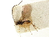  ( - NMS:Godfray:A137)  @11 [ ] CreativeCommons - Attribution (2019) CBG Photography Group Centre for Biodiversity Genomics