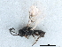  ( - NMS:Godfray:A513b)  @11 [ ] CreativeCommons - Attribution (2019) CBG Photography Group Centre for Biodiversity Genomics