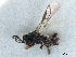  ( - NMS:Godfray:A513d)  @11 [ ] CreativeCommons - Attribution (2019) CBG Photography Group Centre for Biodiversity Genomics