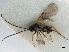  ( - NMS:Godfray:A518f)  @11 [ ] CreativeCommons - Attribution (2019) CBG Photography Group Centre for Biodiversity Genomics