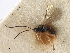  (Chorebus incertus - NMS:Godfray:A523)  @11 [ ] CreativeCommons - Attribution (2019) CBG Photography Group Centre for Biodiversity Genomics
