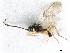  ( - NMS:Godfray:A556.6454)  @11 [ ] CreativeCommons - Attribution (2019) CBG Photography Group Centre for Biodiversity Genomics