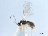  (Chorebus xylostellus - NMS:Godfray:A772)  @14 [ ] CreativeCommons - Attribution (2019) CBG Photography Group Centre for Biodiversity Genomics