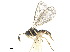  (Exotela facialis - NMS:Godfray:A777)  @13 [ ] CreativeCommons - Attribution (2019) CBG Photography Group Centre for Biodiversity Genomics