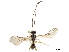  ( - NMS:Godfray:A825.41)  @11 [ ] CreativeCommons - Attribution (2019) CBG Photography Group Centre for Biodiversity Genomics