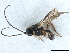 (Chorebus bres - NMS:Godfray:K7.1a)  @13 [ ] CreativeCommons - Attribution (2019) CBG Photography Group Centre for Biodiversity Genomics