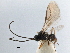  ( - NMS:Godfray:KPB-2384)  @11 [ ] CreativeCommons - Attribution (2019) CBG Photography Group Centre for Biodiversity Genomics