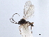  (Chorebus nr. alecto 2 - NMS:Godfray:KPB-2796f)  @14 [ ] CreativeCommons - Attribution (2019) CBG Photography Group Centre for Biodiversity Genomics