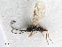  (Chorebus nr. punctus 2 - NMS:Godfray:KPB-4043f)  @11 [ ] CreativeCommons - Attribution (2019) CBG Photography Group Centre for Biodiversity Genomics