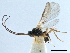  ( - NMS:Godfray:KPB-4216-a)  @11 [ ] CreativeCommons - Attribution (2019) CBG Photography Group Centre for Biodiversity Genomics