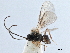  ( - NMS:Godfray:KPB-4460a)  @11 [ ] CreativeCommons - Attribution (2019) CBG Photography Group Centre for Biodiversity Genomics