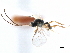  ( - NMS:Godfray:KPB-4525-b)  @11 [ ] CreativeCommons - Attribution (2019) CBG Photography Group Centre for Biodiversity Genomics