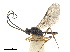 (Chorebus nr. senilis - NMS:Godfray:KPB-7740i)  @11 [ ] CreativeCommons - Attribution (2019) CBG Photography Group Centre for Biodiversity Genomics