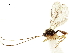  (Grammospila isabella - NMS:Godfray:KPB-9891A)  @11 [ ] CreativeCommons - Attribution (2019) CBG Photography Group Centre for Biodiversity Genomics