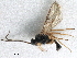  ( - NMS:Godfray:KPB-A145aii)  @11 [ ] CreativeCommons - Attribution (2019) CBG Photography Group Centre for Biodiversity Genomics
