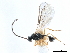  ( - NMS:Godfray:KPB-A705)  @13 [ ] CreativeCommons - Attribution (2019) CBG Photography Group Centre for Biodiversity Genomics