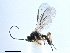  (Chorebus tenellae - NMS:Godfray:KPB-C299ii)  @14 [ ] CreativeCommons - Attribution (2019) CBG Photography Group Centre for Biodiversity Genomics