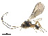  (Chorebus transversus - NMS:Godfray:KPB-C764)  @14 [ ] CreativeCommons - Attribution (2019) CBG Photography Group Centre for Biodiversity Genomics