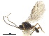  (Exotela obscura - NMS:Godfray:KPB-N21b)  @11 [ ] CreativeCommons - Attribution (2019) CBG Photography Group Centre for Biodiversity Genomics