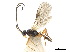  ( - NMS:Godfray:NK198)  @11 [ ] CreativeCommons - Attribution (2019) CBG Photography Group Centre for Biodiversity Genomics