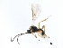  (Chorebus alecto - NMS:Godfray:NK98b)  @11 [ ] CreativeCommons - Attribution (2019) CBG Photography Group Centre for Biodiversity Genomics