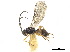  ( - NMS:Godfray:NR230)  @12 [ ] CreativeCommons - Attribution (2019) CBG Photography Group Centre for Biodiversity Genomics