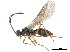  (Chorebus uliginosus - NMS:Godfray:NR42)  @14 [ ] CreativeCommons - Attribution (2019) CBG Photography Group Centre for Biodiversity Genomics