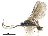  ( - NMS:Godfray:NR605)  @11 [ ] CreativeCommons - Attribution (2019) CBG Photography Group Centre for Biodiversity Genomics