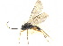  ( - NMS:Godfray:NR619)  @11 [ ] CreativeCommons - Attribution (2019) CBG Photography Group Centre for Biodiversity Genomics