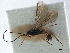  ( - NMS:Godfray:NR825)  @12 [ ] CreativeCommons - Attribution (2019) CBG Photography Group Centre for Biodiversity Genomics