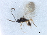  ( - NMS:Godfray:RM-2548)  @11 [ ] CreativeCommons - Attribution (2019) CBG Photography Group Centre for Biodiversity Genomics