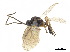  ( - NMS:Godfray:RM-3320)  @12 [ ] CreativeCommons - Attribution (2019) CBG Photography Group Centre for Biodiversity Genomics