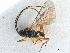  ( - NMS:Godfray:RM-x5705)  @11 [ ] CreativeCommons - Attribution (2019) CBG Photography Group Centre for Biodiversity Genomics