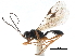  ( - NMS:Godfray:NR1028)  @13 [ ] CreativeCommons - Attribution (2015) CBG Photography Group Centre for Biodiversity Genomics