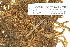  ( - CCDB-25691-A04)  @11 [ ] CreativeCommons - Attribution Non-Commercial Share-Alike (2018) Masha L. Kuzmina Canadian Centre for DNA Barcoding