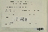  ( - CCDB-25691-C01)  @11 [ ] CreativeCommons - Attribution Non-Commercial Share-Alike (2018) Masha L. Kuzmina Canadian Centre for DNA Barcoding