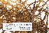  ( - CCDB-25691-C04)  @11 [ ] CreativeCommons - Attribution Non-Commercial Share-Alike (2018) Masha L. Kuzmina Canadian Centre for DNA Barcoding