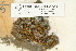  ( - CCDB-25691-C11)  @11 [ ] CreativeCommons - Attribution Non-Commercial Share-Alike (2018) Masha L. Kuzmina Canadian Centre for DNA Barcoding