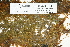  (Campylophyllum halleri - CCDB-25691-E02)  @11 [ ] CreativeCommons - Attribution Non-Commercial Share-Alike (2018) Masha L. Kuzmina Canadian Centre for DNA Barcoding